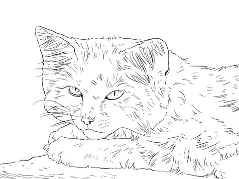 Sand Cat Portrait Coloring Page